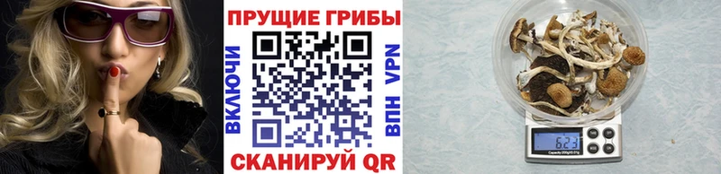Купить где  Чайковский  Псилоцибиновые грибы прущие грибы 